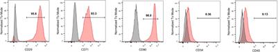 Time-Dependent Internalization of S100B by Mesenchymal Stem Cells via the Pathways of Clathrin- and Lipid Raft-Mediated Endocytosis